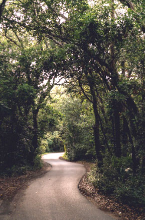 Wavy Road on Tree Lined Street